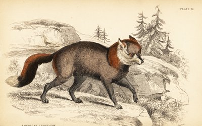 Amerikanischer Kreuzfuchs, Vulpes vulpes von William Home Lizars