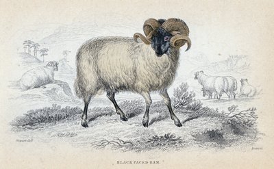 Schwarzgesichtiger Widder, Mitte des 19. Jahrhunderts von William Home Lizars