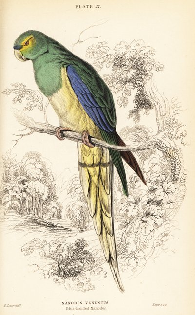 Blauflügeliger Papagei, Neophema chrysostoma von William Home Lizars