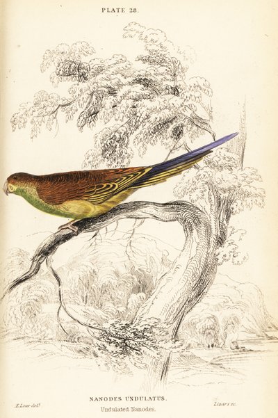 Wellensittich, Melopsittacus undulatus von William Home Lizars