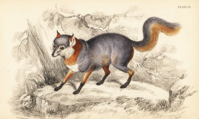 Graufuchs, Urocyon cinereoargenteus von William Home Lizars