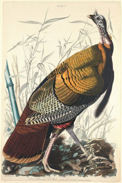 Großer amerikanischer Hahn, 1827 von William Home Lizars