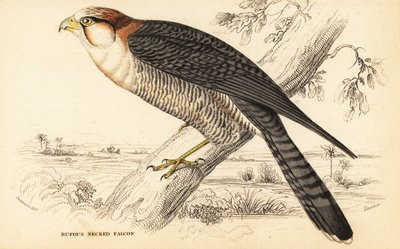 Rotnackenfalke, Falco chicquera ruficollis von William Home Lizars