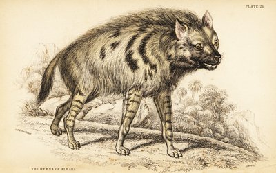 Gestreifte Hyäne, Hyaena hyaena von William Home Lizars