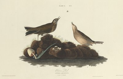 Braunlerche von William Home Lizars after John James Audubon