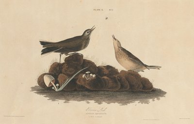 Braunlerche von William Home Lizars after John James Audubon