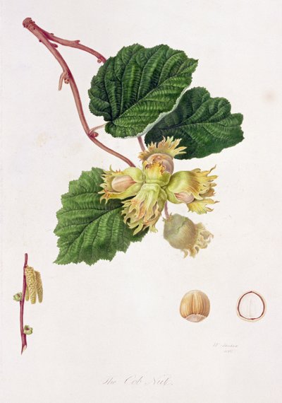 Die Haselnuss, 1816 von William Hooker