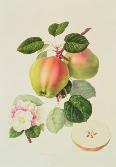 Der holländische Codlin, 1820 von William Hooker