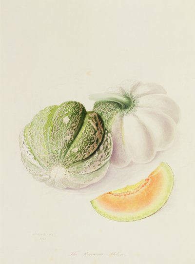 Die Romana-Melone, 1818 von William Hooker