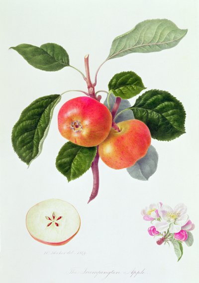 Der Trumpington Apfel von William Hooker