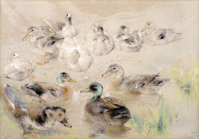 Studie von Enten von William Huggins