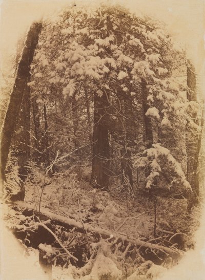 Unbetitelte Wälder im Schnee, 1859 von William James Stillman