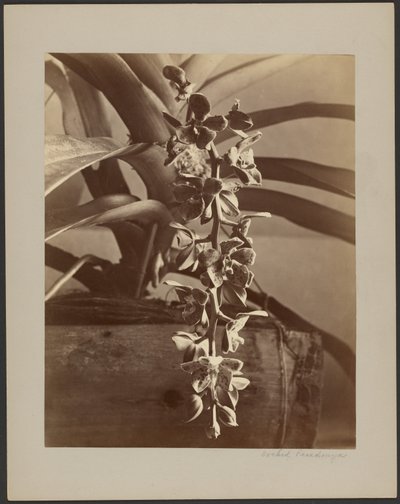 Orchideen, Ceylon von William Louis Henry Skeen