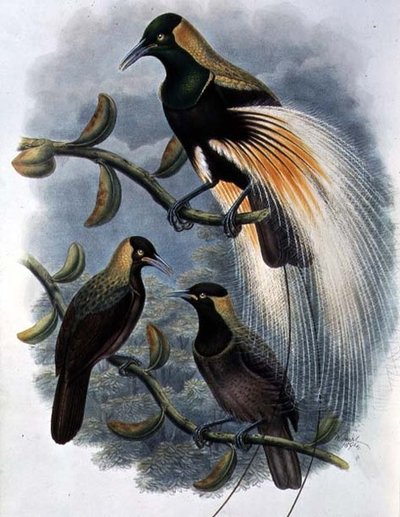 Trichoparadisea Gulielmi von William Matthew Hart