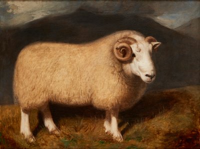 Cheviot-Widder von William Shiels