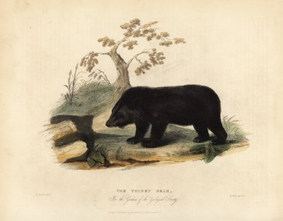 Himalaya-Schwarzbär, Ursus thibetanus laniger von William Smellie