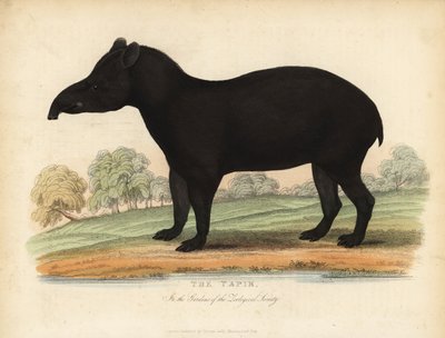 Südamerikanischer Tapir, Tapirus terrestris, gefährdet von William Smellie