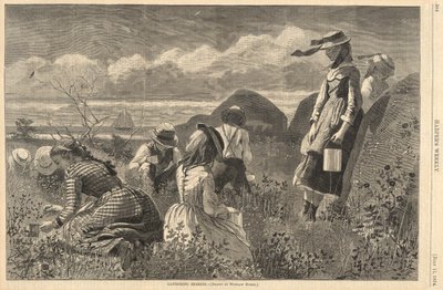 Beeren sammeln, aus Harper von Winslow Homer