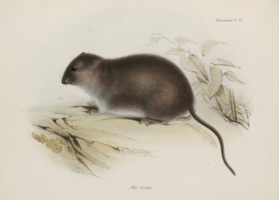 Busch- oder Braunfußratte, Australien, ca. 1832-1836 von John Pardon