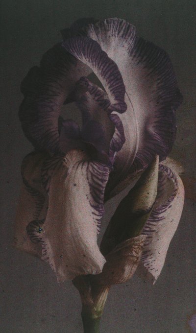 Iris germanique (Deutsche Schwertlilie) von Frederick (attr. to) Barnard