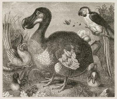 Der Dodo von Ferdinand Georg Waldmuller