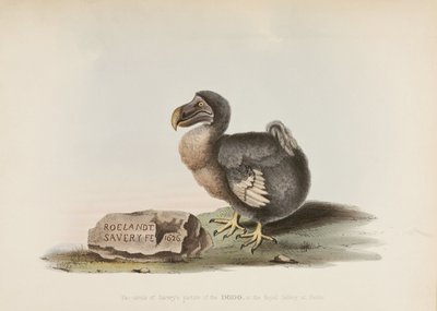 Der Dodo von John Pardon