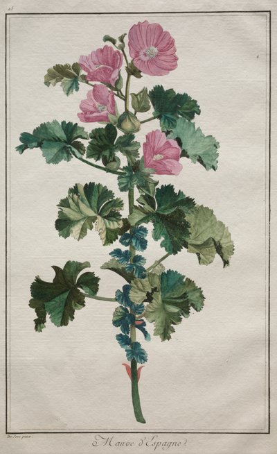 Sammlung von vierundzwanzig Pflanzen und Blumen: Malve von de Seve