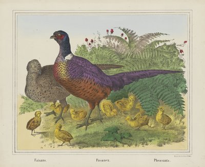 Fasane von firma Joseph Scholz
