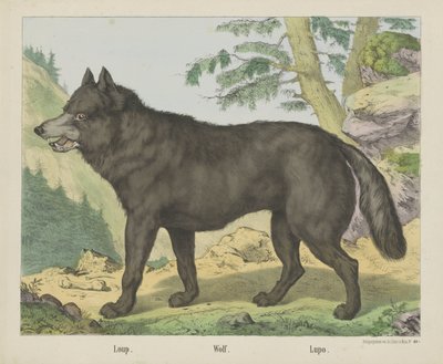 Wolf von firma Joseph Scholz