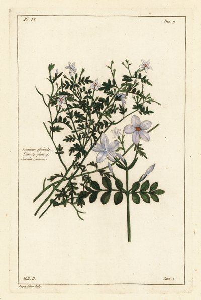 Echter Jasmin, Jasminum officinale, Linn von the Younger Dupin