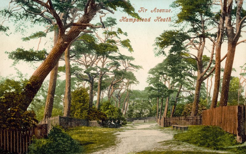 Tannenallee, Hampstead Heath (Farbfoto) von (after) English photographer
