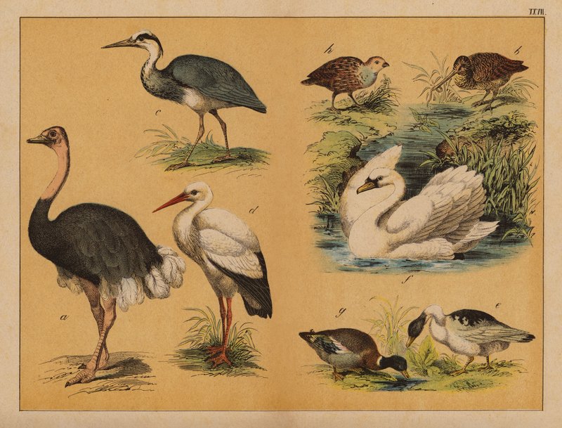 Vögel (Farblithografie) von (after) German School