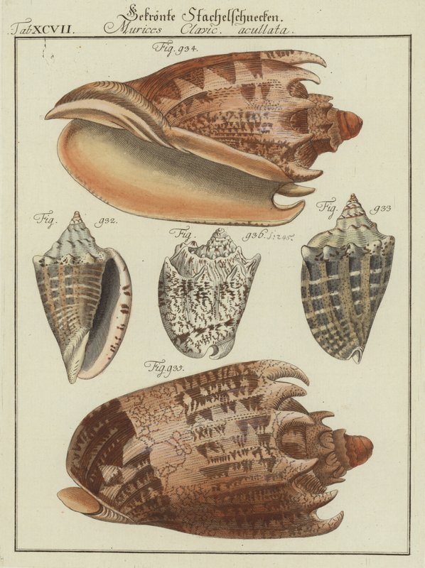 Muscheln von (after) German School
