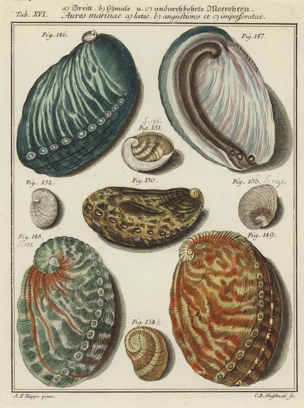 Muscheln von (after) German School