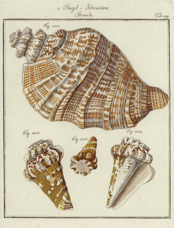 Muscheln (kolorierte Gravur) von (after) German School