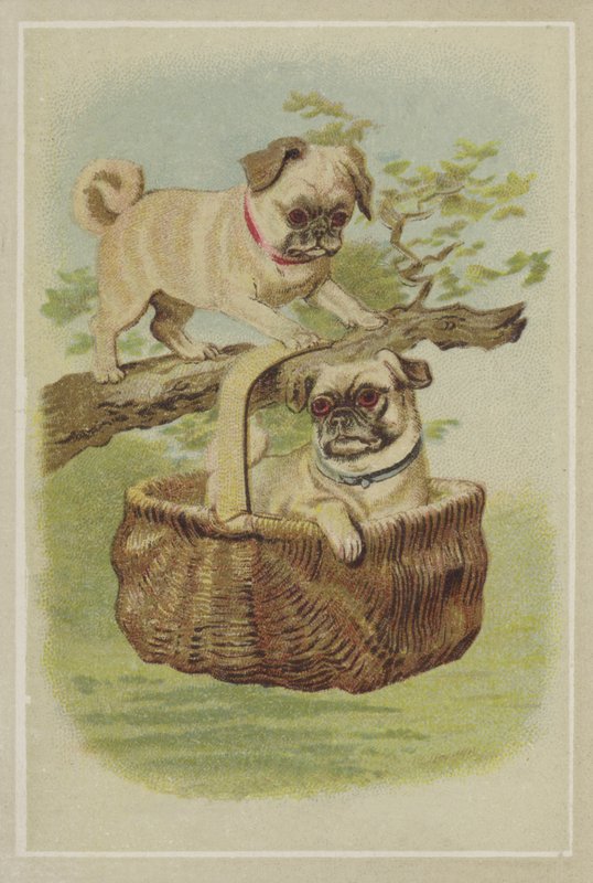 Mops-Hunde von American School