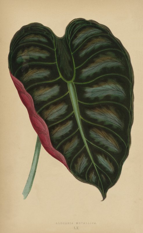 Alocasia Metallica von English School