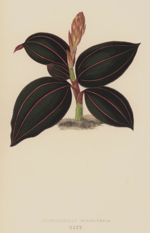 Anoectochilus Rubro-Venia von English School