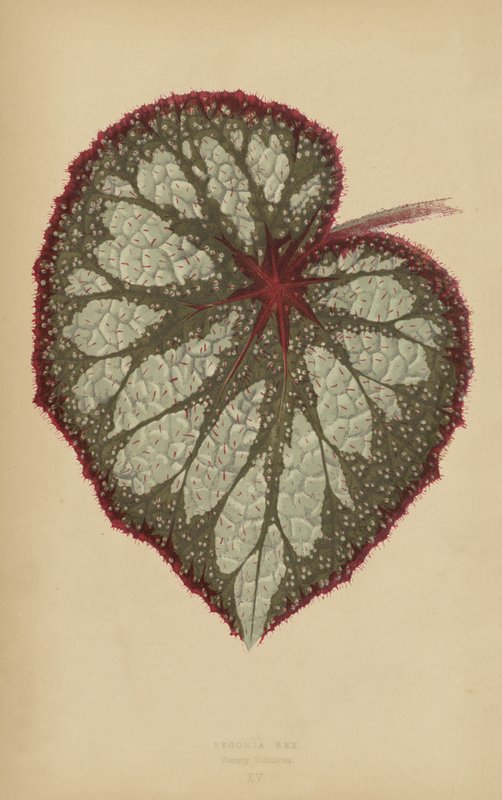 Begonia Rex, Sorte Nebulosa von English School