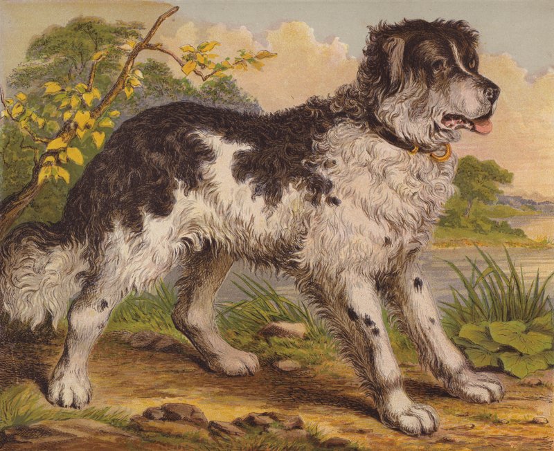 Große Hunde von English School