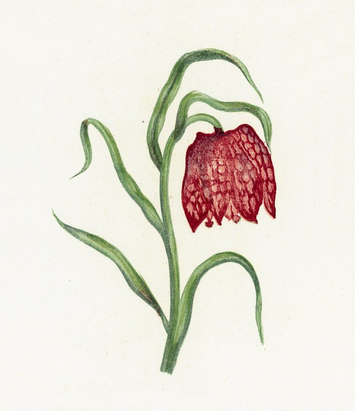 Schachblume, Fritillaria Meleagris von English School