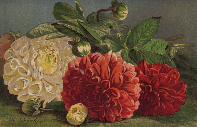 Dahlien von English School