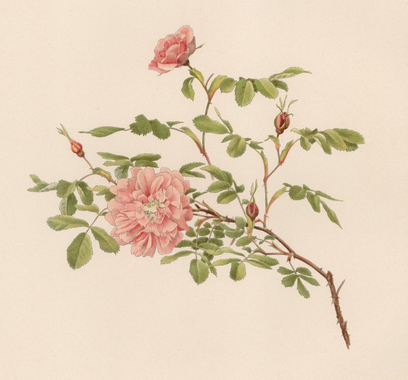 Englische Rose von English School