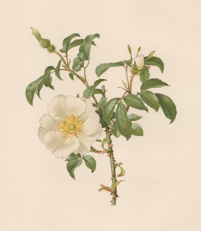 Englische Rose von English School
