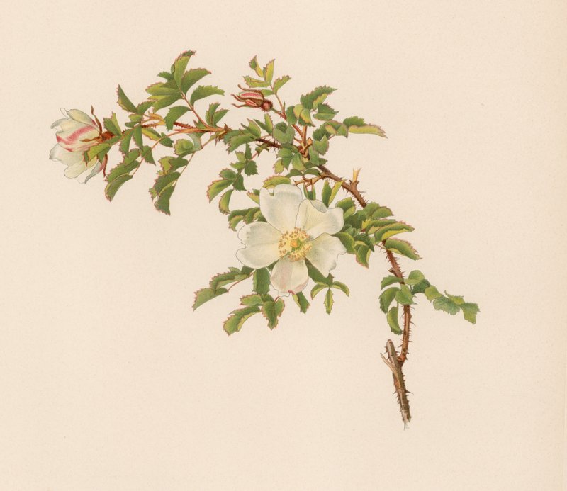 Englische Rose von English School