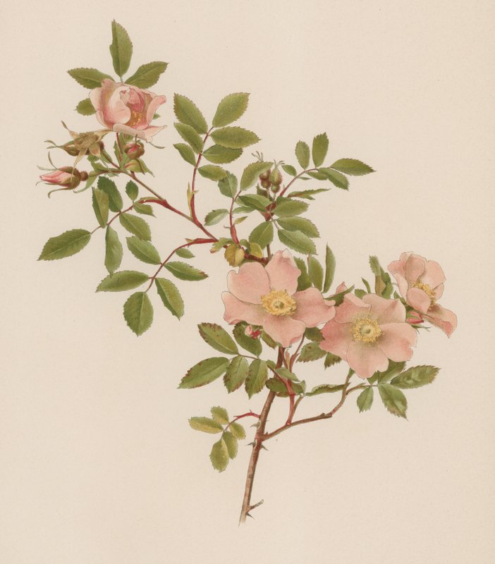 Englische Rose von English School
