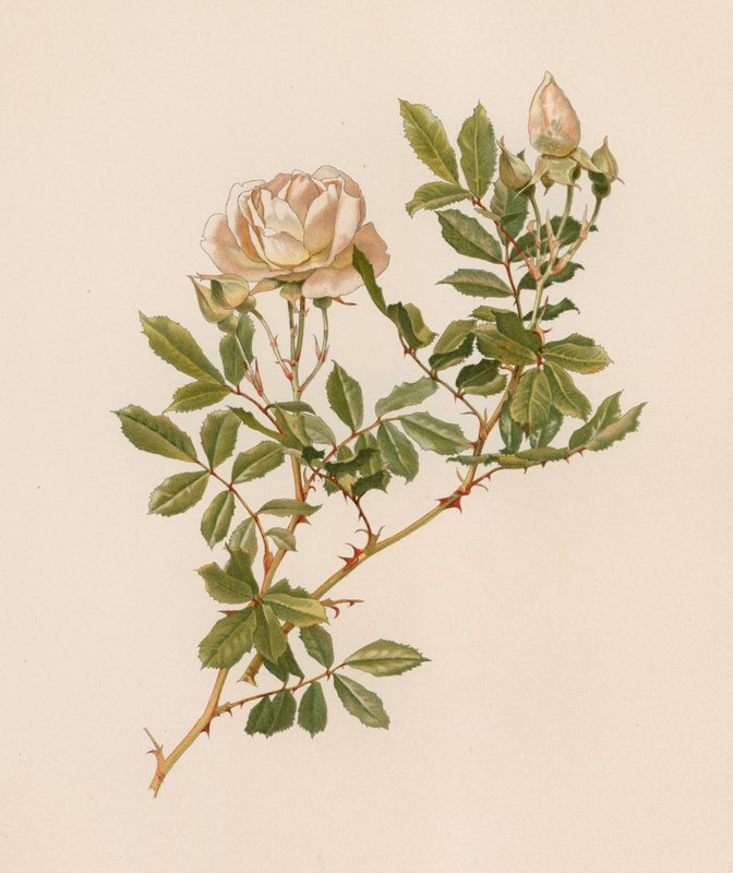 Englische Rose von English School