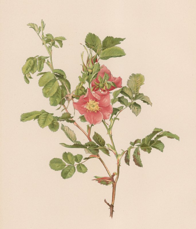 Englische Rose von English School
