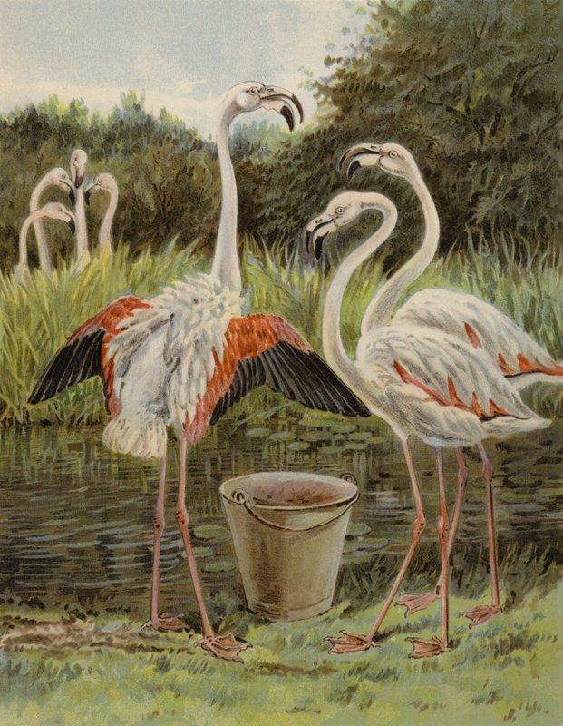 Flamingos beim Fressen von English School