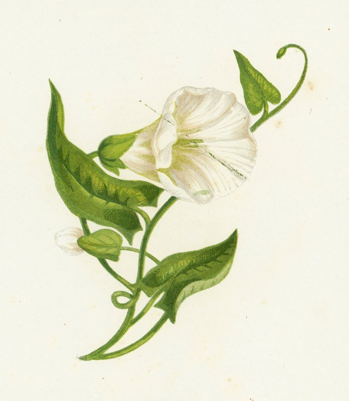 Zaunwinde, Convolvulus Sepium von English School